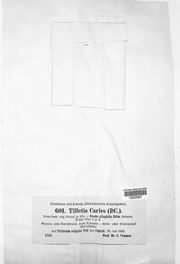 Tilletia caries image